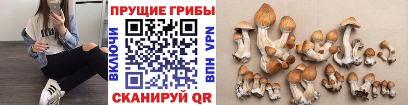 где купить наркоту  Норильск  гидра tor  Галлюциногенные грибы MAGIC MUSHROOMS 